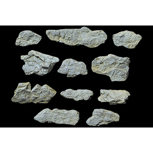 Surface Rocks Mold  C1231