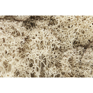 Lichen Natural (1.5 Quarts)  L166